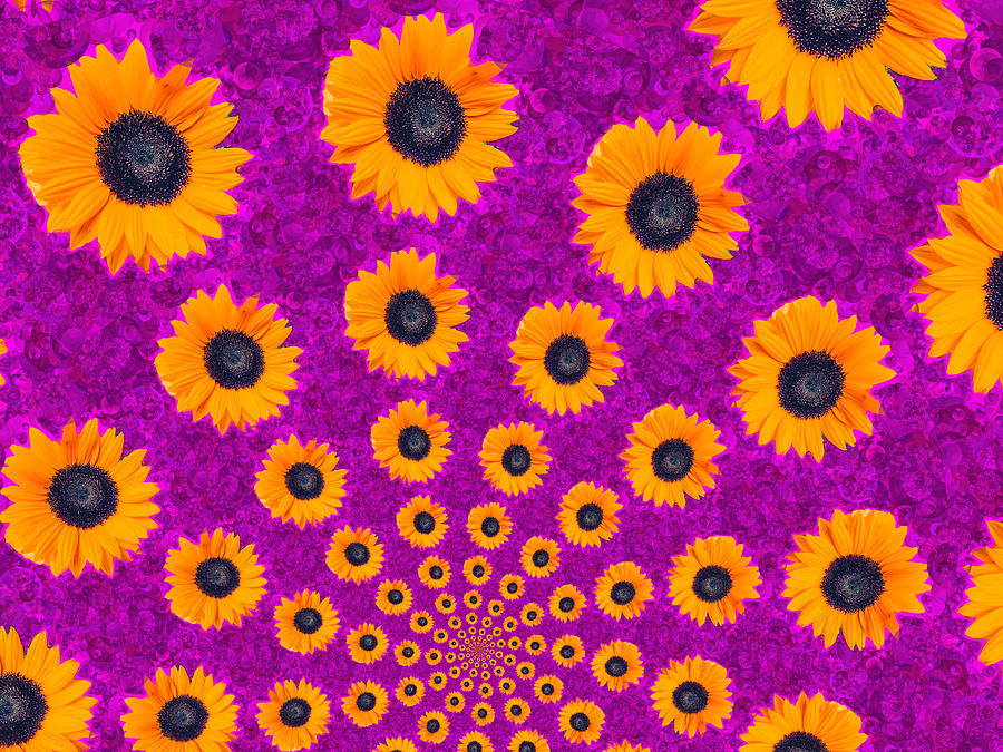 Sunflower Spiral 4 Digital Art by Eileen Backman