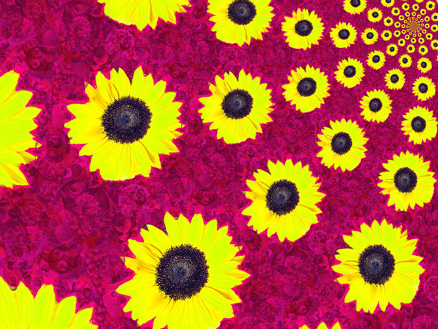 Sunflower Spiral 5 Photograph by Eileen Backman