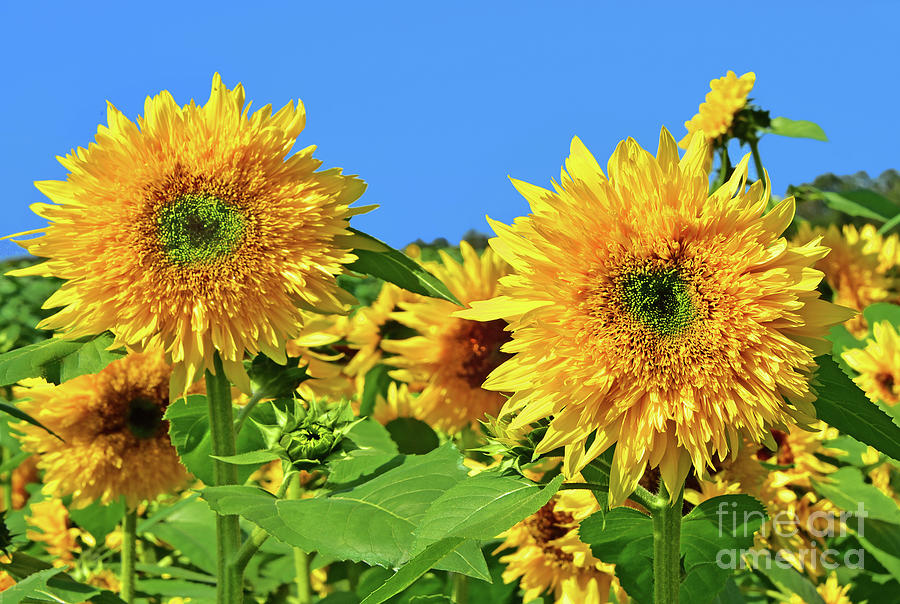 Sunflower Spirit, Beauty and Inspiration Photograph by Regina Geoghan ...