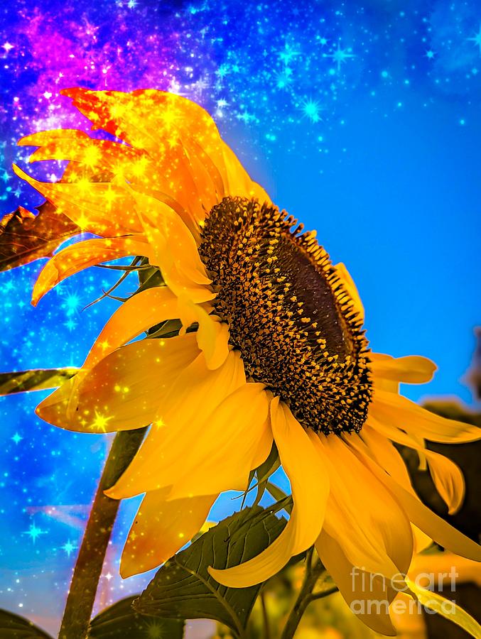 Sunflower Splash Photograph by Claudia Zahnd-Prezioso