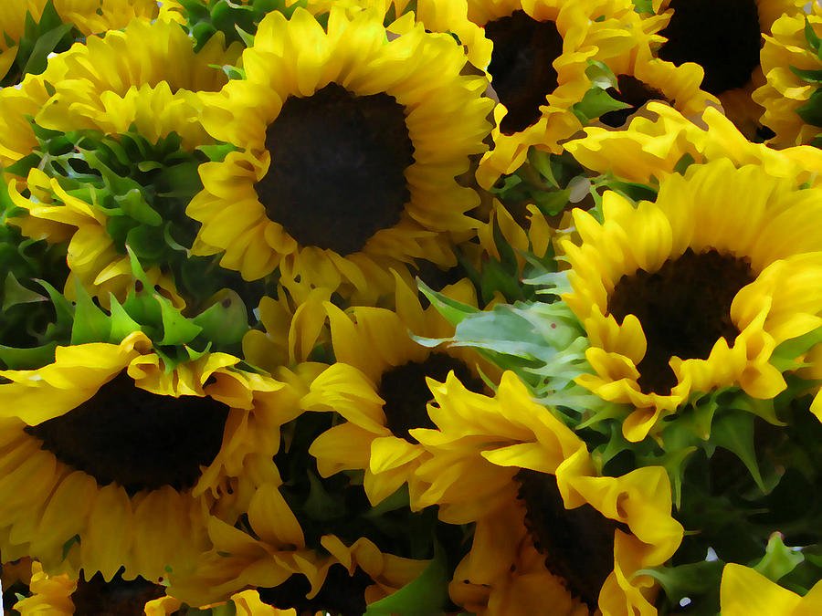 Sunflower Splendor Digital Art by David Zimmerman