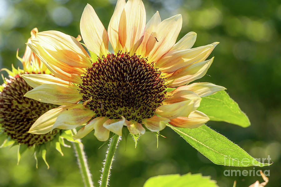 Sunflower Splendor Photograph