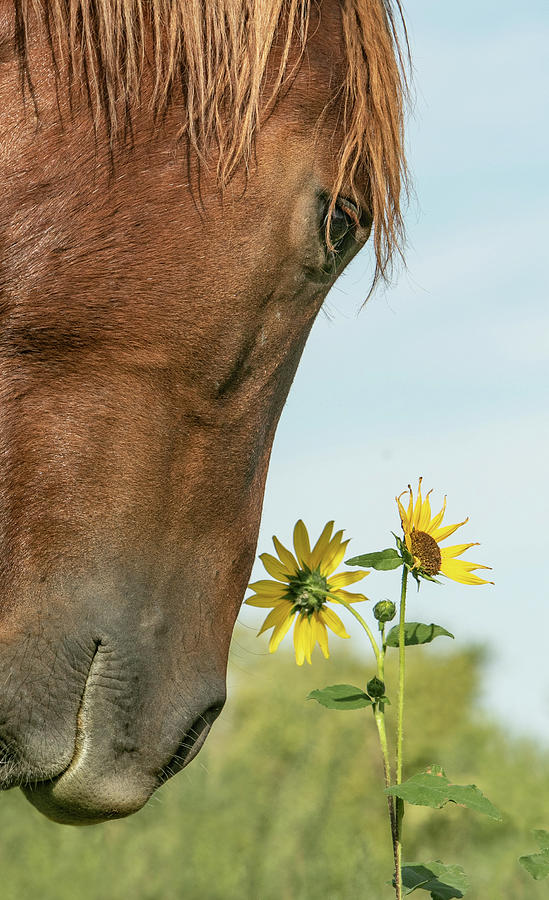 Sunflower Stallion Photograph by Kent Keller