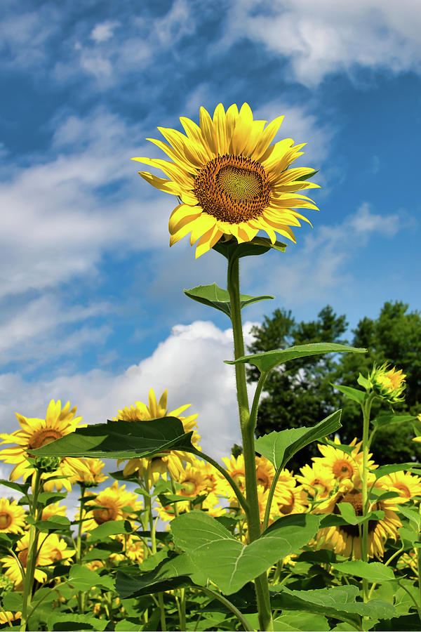 Sunflower Standing Tall Photograph by Anthony Sacco