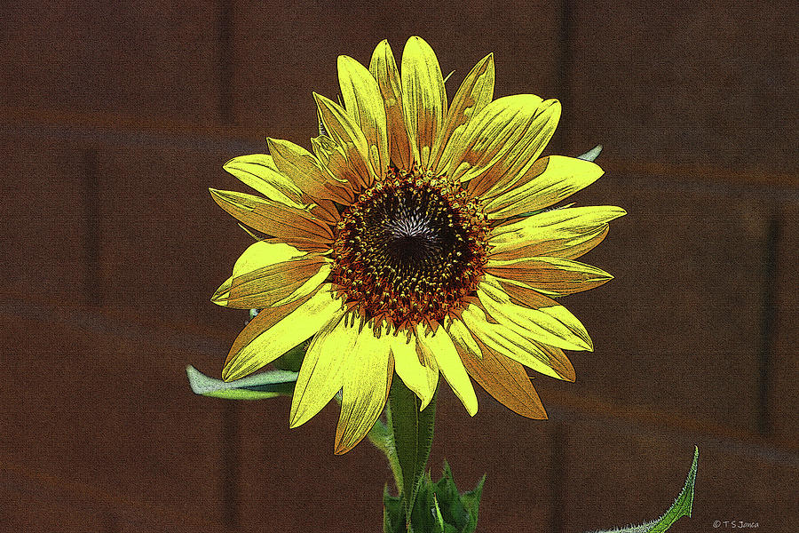 Sunflower Standout  Digital Art by Tom Janca