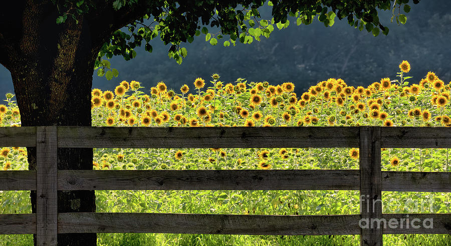 Sunflower Stares Photograph by Doug Sturgess