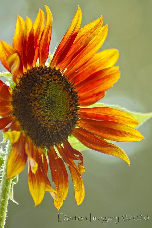 Sunflower  Photograph by Stephen Dorton