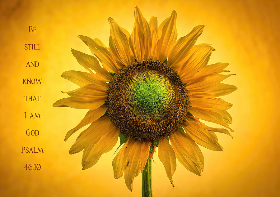 Sunflower stillness Photograph by Lynn Hopwood
