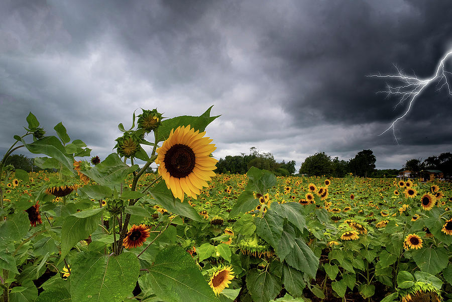 Sunflower Storm Photograph By Jerome Maillet