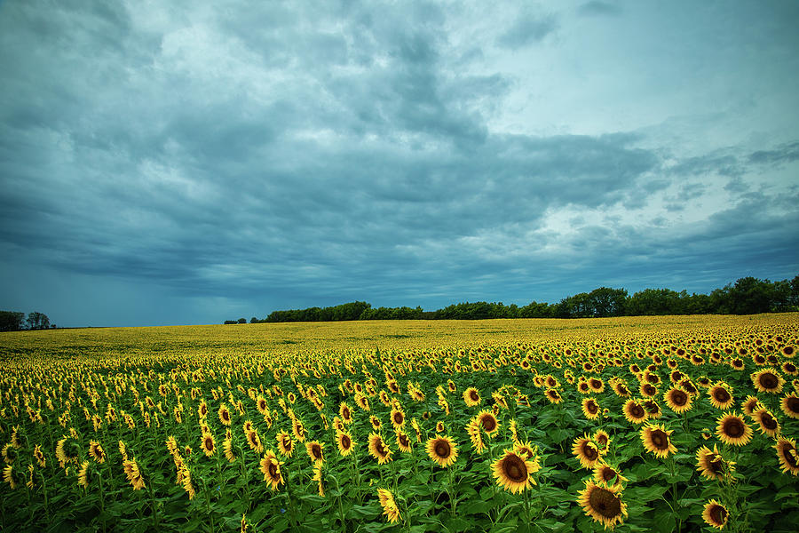 Sunflower Stormy Skies Photograph by Steven Bateson
