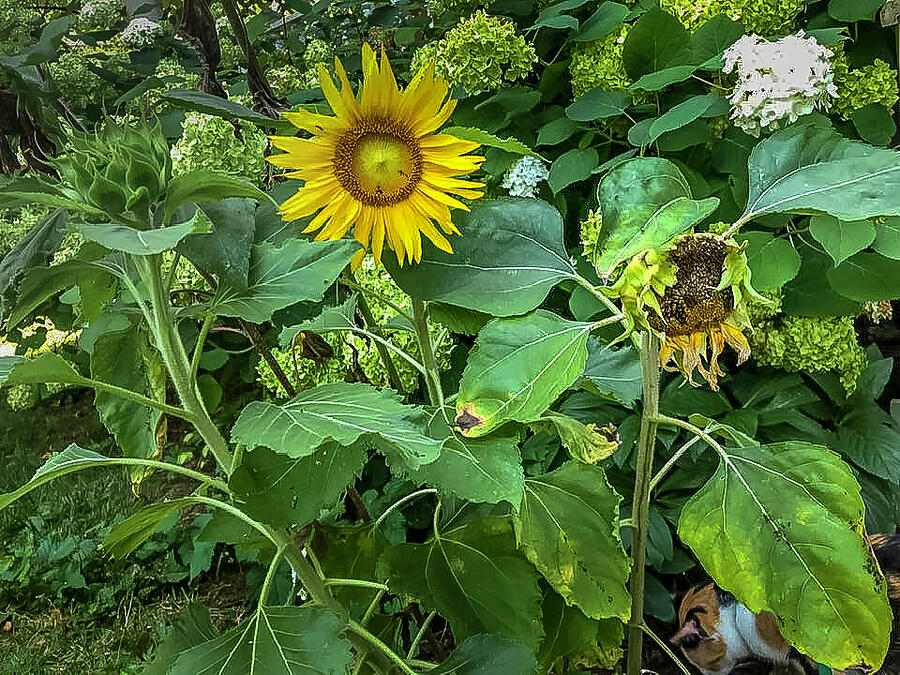 Sunflower Story Photograph by Joyce Wasser