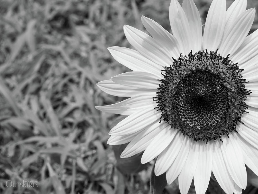 Sunflower Summer Photograph by Debbie Karnes