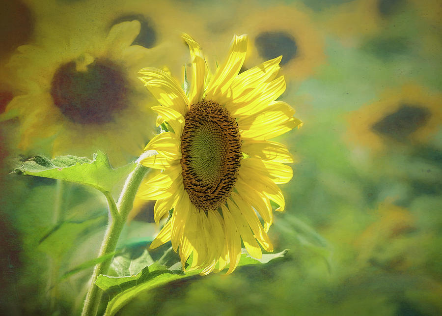Sunflower Summer Fields  Photograph by Mary Lynn Giacomini