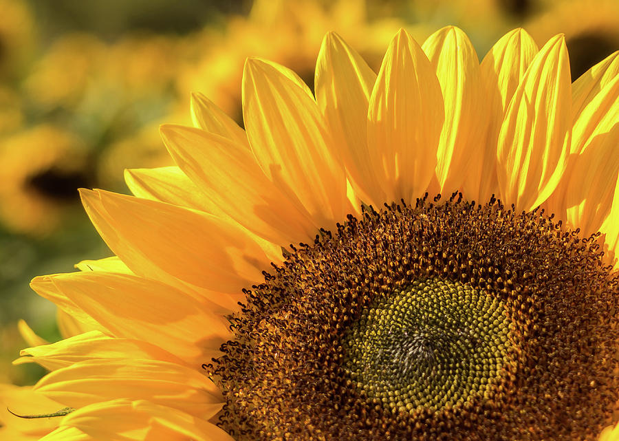 Sunflower Sun Photograph by Elena Cintron - Fine Art America