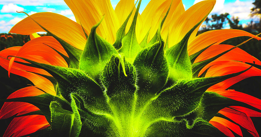 Sunflower Sunburst   Photograph by Brian Gustafson