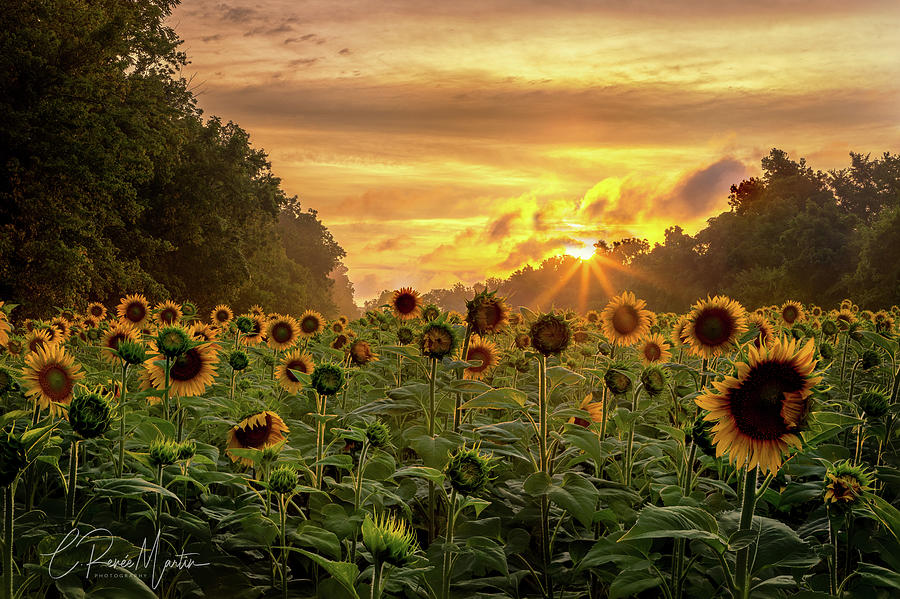 Sunflower Sunburst Photograph by C  Renee Martin