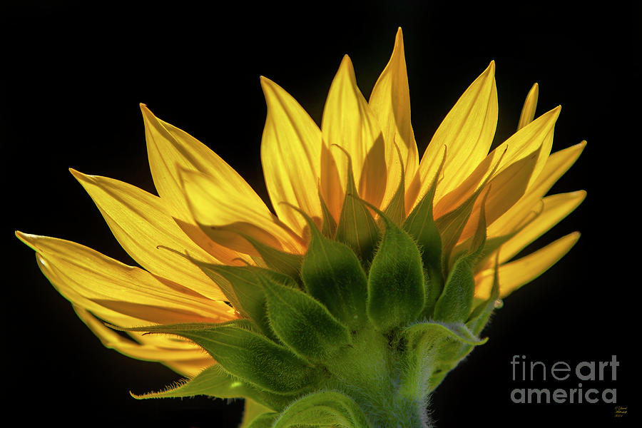 Sunflower, Sunburst, Floral, Nature, Photograph by David Millenheft