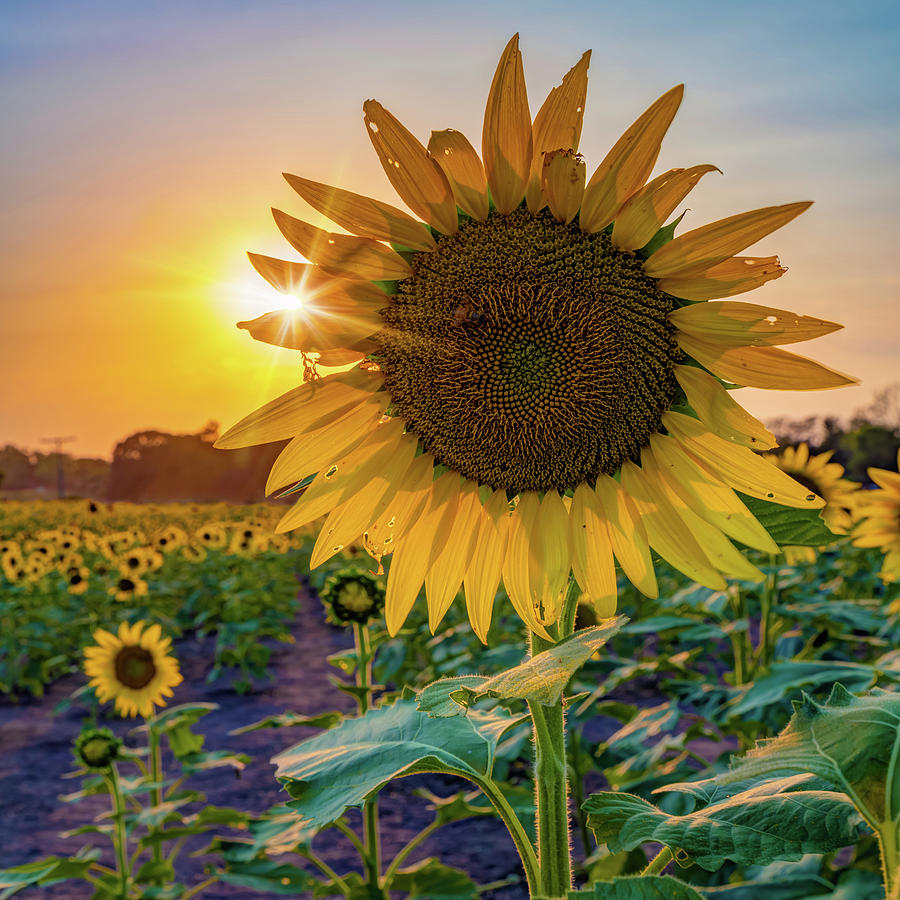 Sunflower Sunburst - Kansas Landscape Photograph