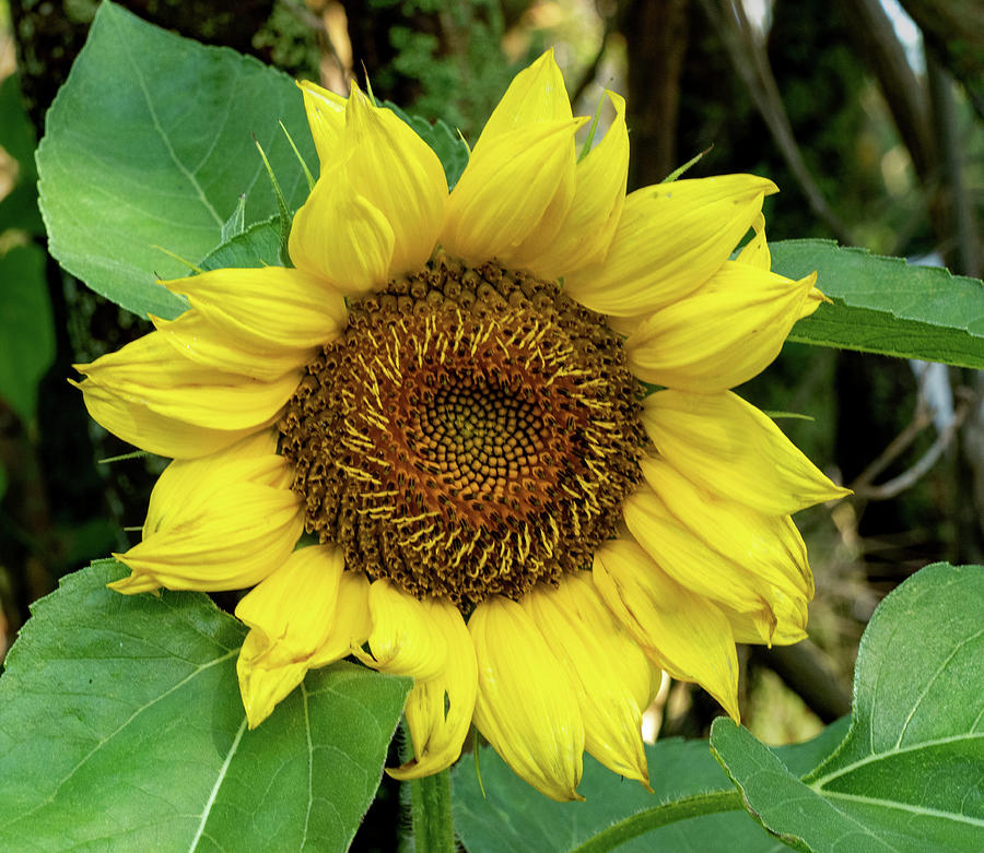 Sunflower Sundial Photograph by Margaret Zabor