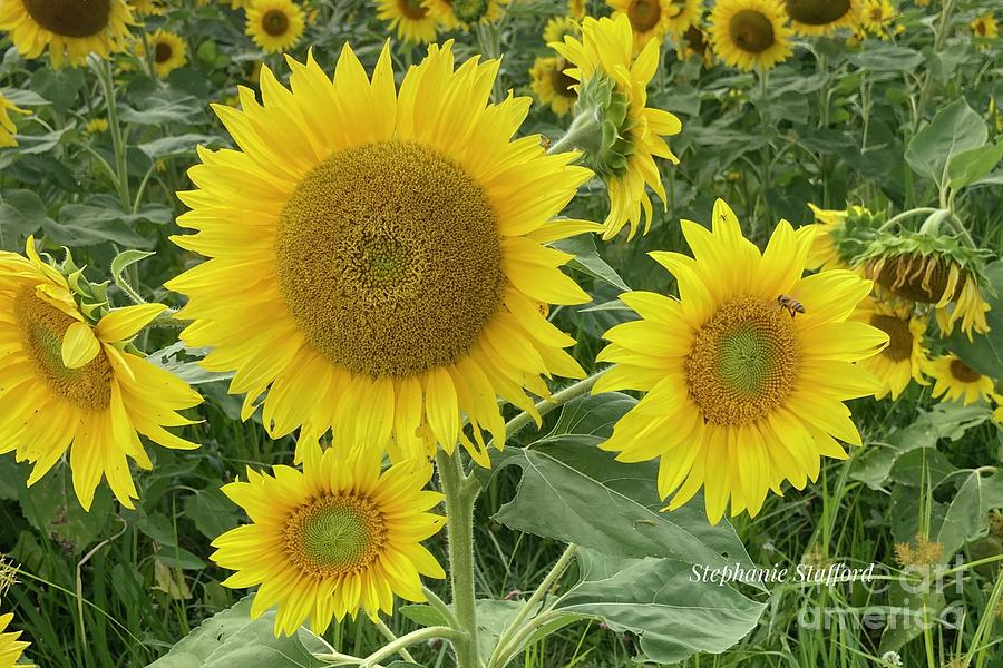Sunflower, sunflower, you're the tallest flower of all Photograph by