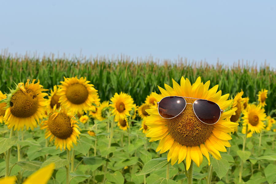 Sunflower Sunglasses Photograph By Thomas Shockey Fine Art America