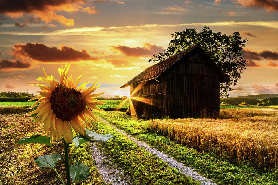 Sunflower Sunrays at Sunset Photograph by Debra and Dave Vanderlaan