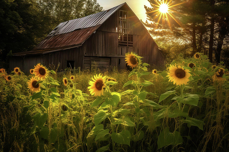 Architecture Photograph - Sunflower Sunrays by Athena Mckinzie