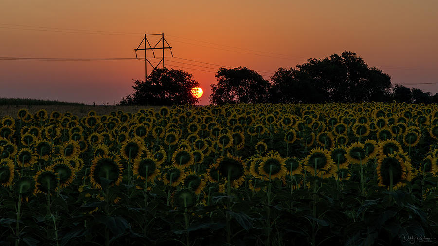Sunflower Sunrise Photograph by Debby Richards