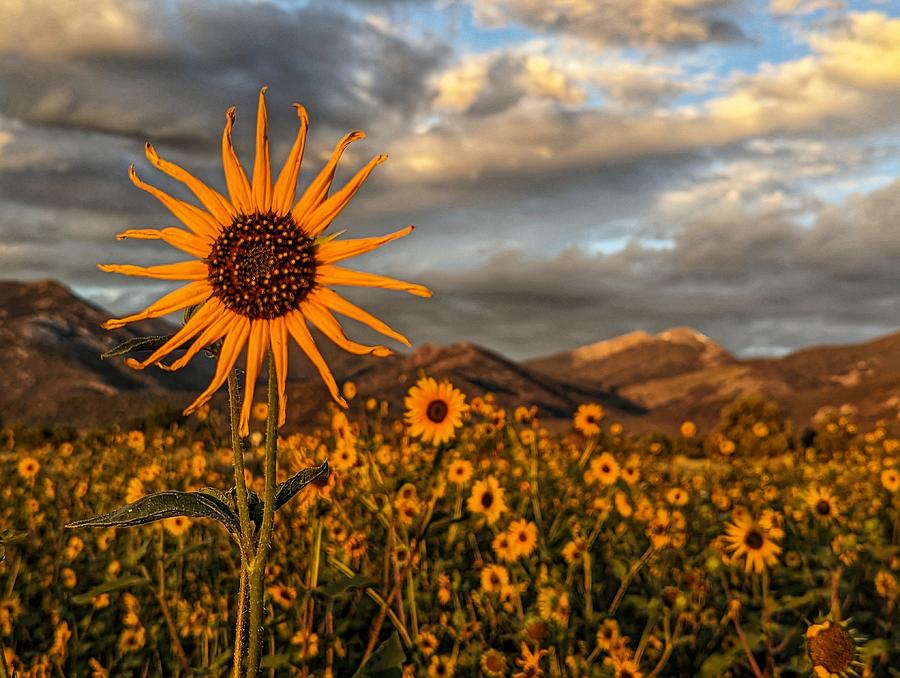 Sunflower Photograph - Sunflower Sunrise by Gretchen Baker