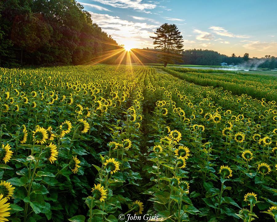 Sunflower Sunrise  Photograph by John Gisis