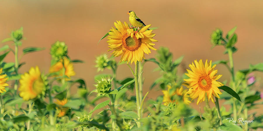 Sunflower Sunrise Photograph by Peg Runyan