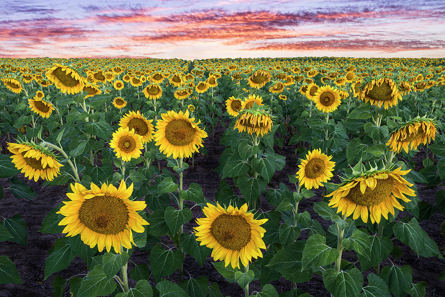 Sunflower Sunrise Photograph By Tom Heywood 