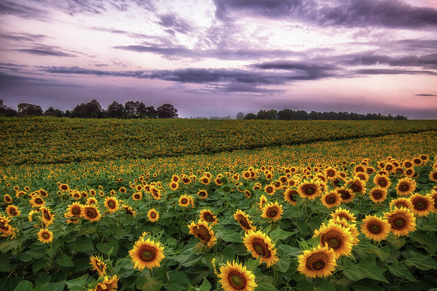 Sunflower Sunrise  Photograph by Tricia Louque