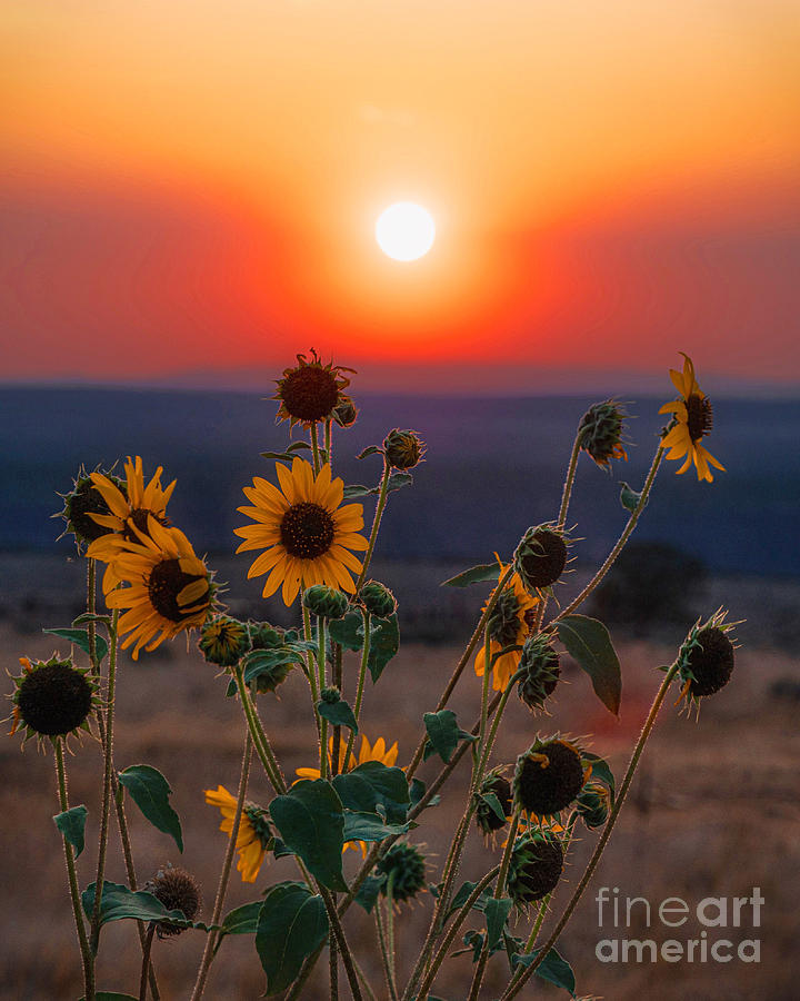 Sunflower Sunset 1 Photograph by Elijah Rael