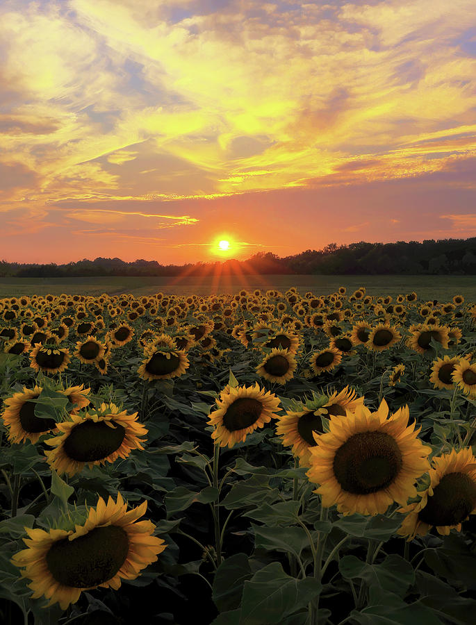 Sunflower Sunset Photograph by Art Cole