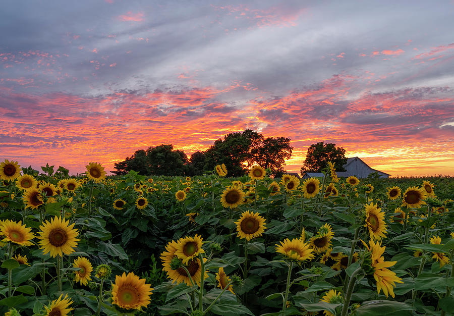 Sunflower Sunset Photograph by Arthur Oleary