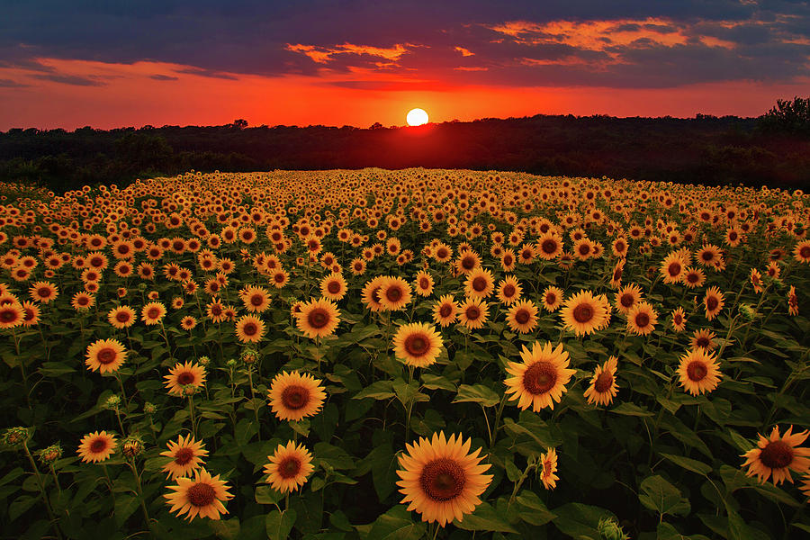 Sunflower Sunset Photograph by Eilish Palmer