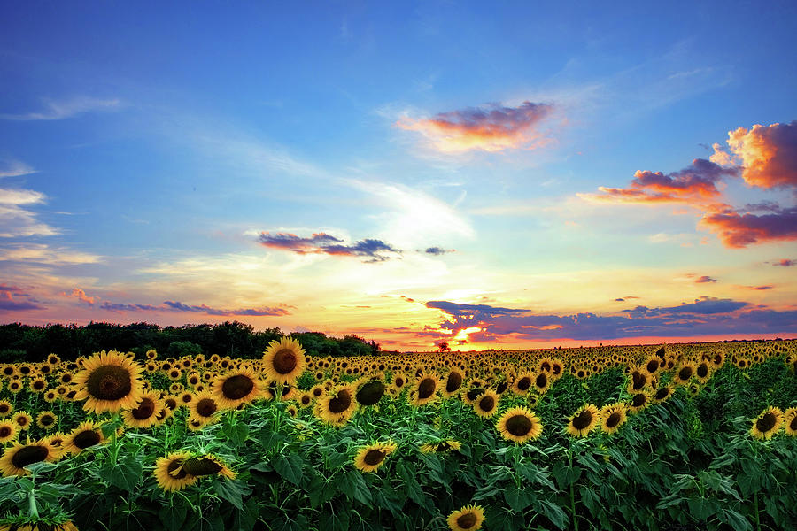 Sunflower Sunset I  Photograph by KC Hulsman