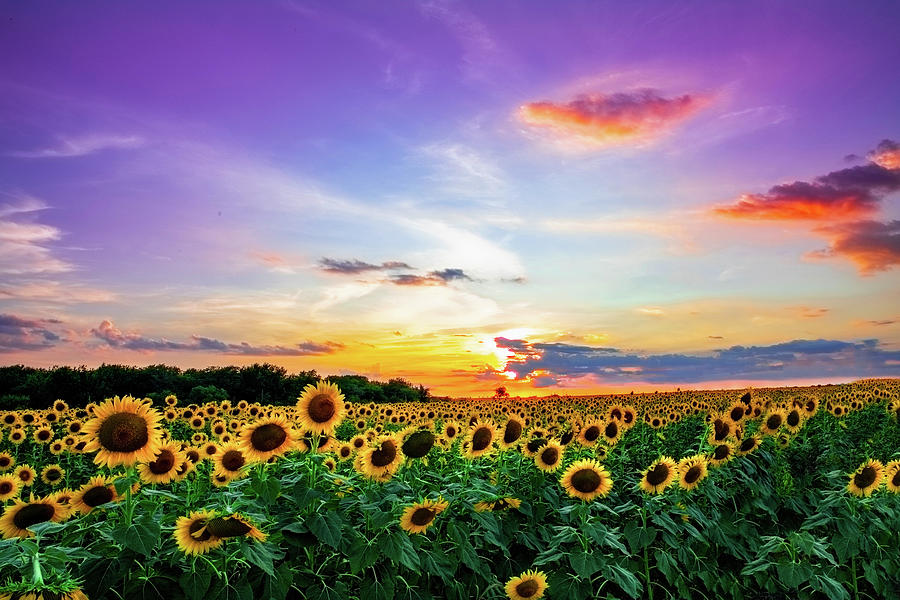 Sunflower Sunset II  Photograph by KC Hulsman