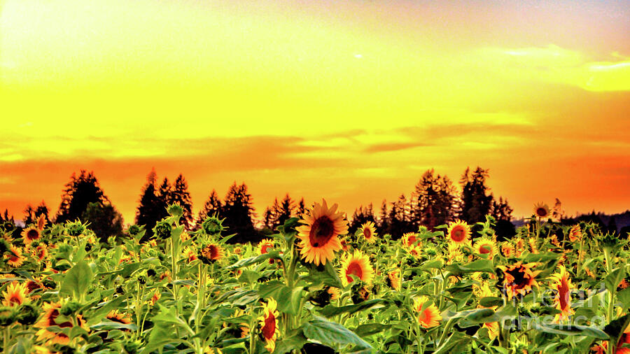 Sunflower Sunset Photograph By Jack Andreasen Fine Art America 4620