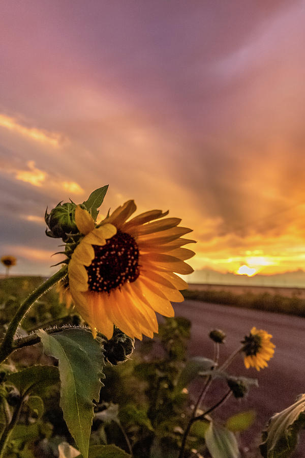 Sunflower Sunset Photograph by Joe Kopp