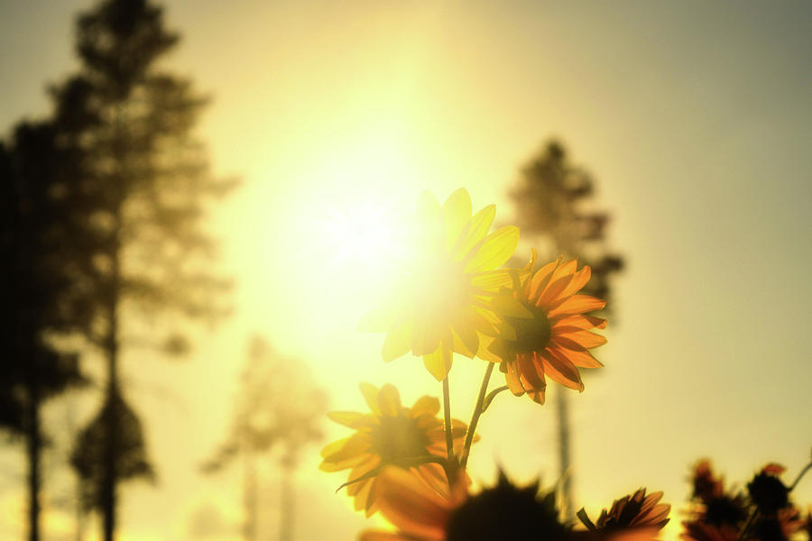 Sunflower Sunset Light  Photograph by Chance Kafka
