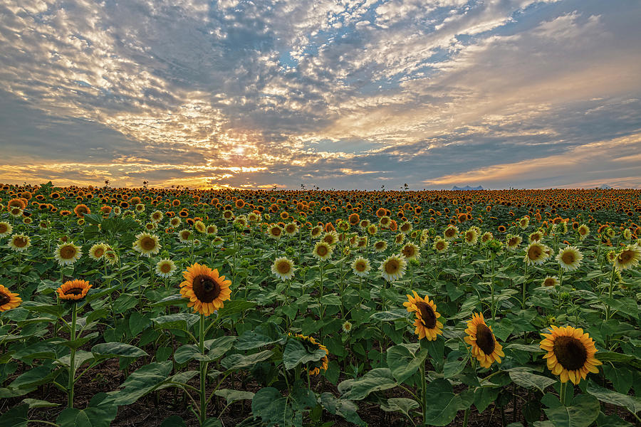 Sunflower Sunset Lullaby Photograph by Angelo Marcialis