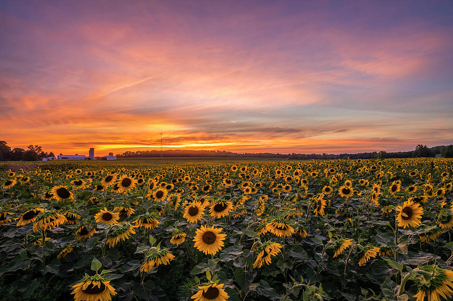 Sunflower Photograph - Sunflower Sunset by Mark Papke