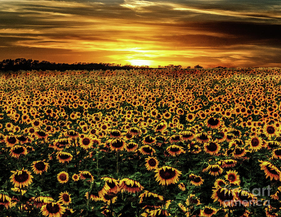 Sunflower Sunset Photograph by Michael Ciskowski