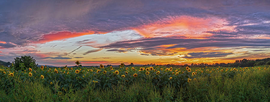 Sunflower Sunset Panorama Photograph by Angelo Marcialis
