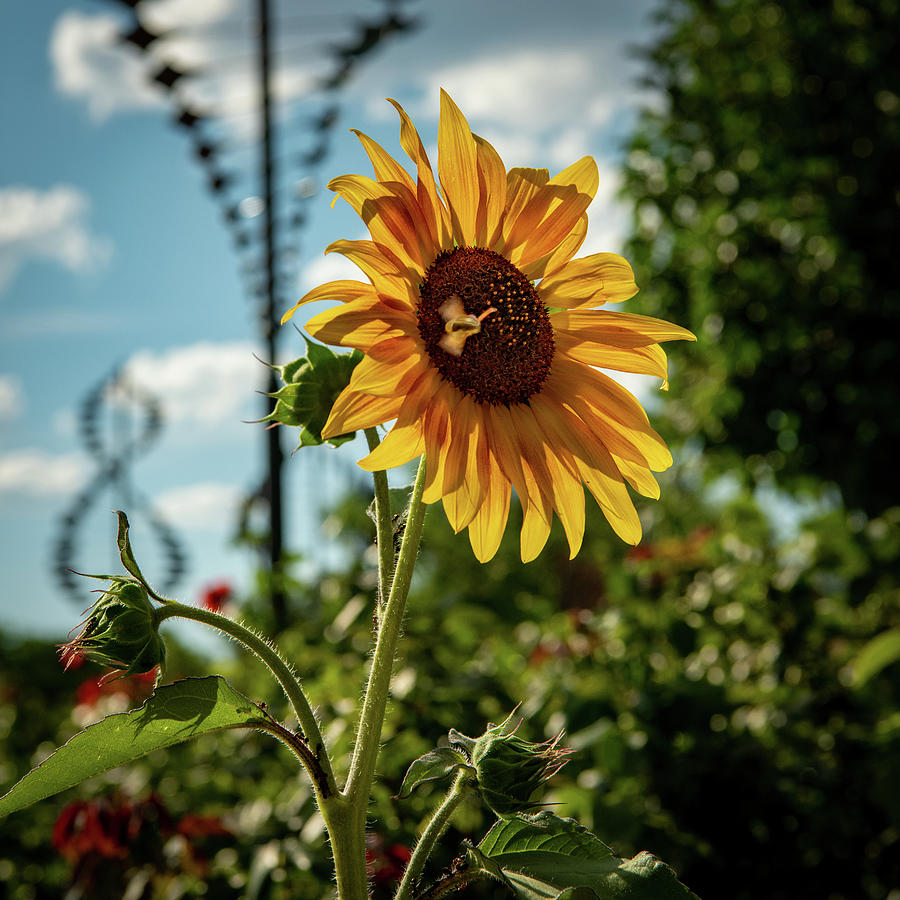 Sunflower Sunset Photograph By Paul Lesage Pixels 0750