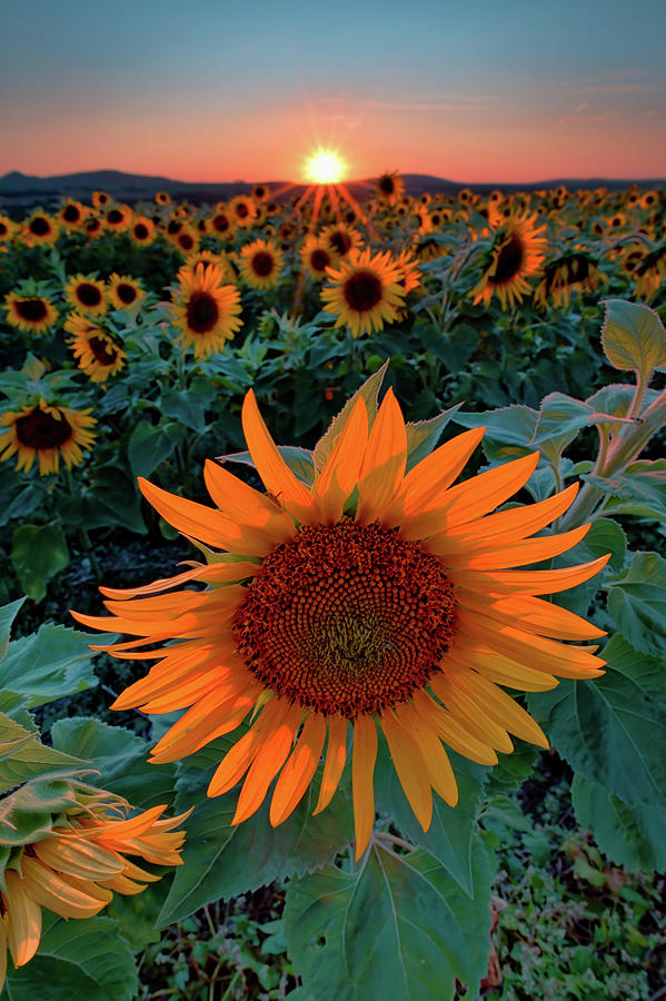 Summer Photograph - Sunflower Sunset by Rick Berk
