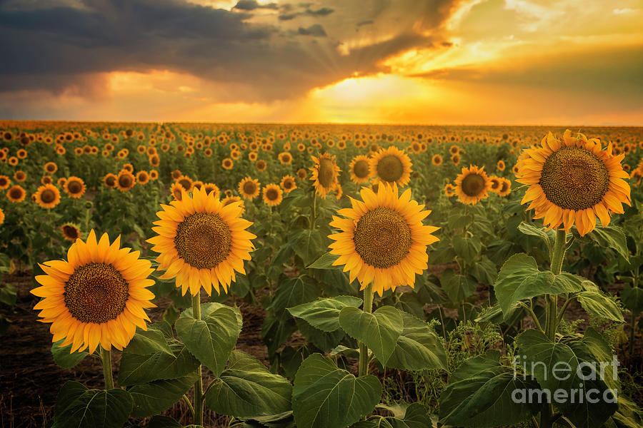 Sunset Photograph - Sunflower Sunset by Ronda Kimbrow