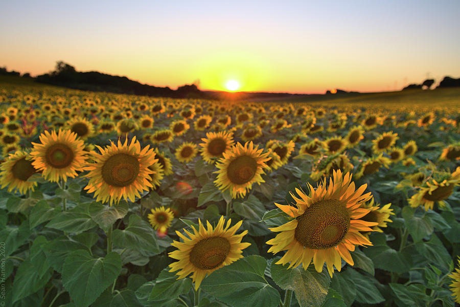 Sunflower sunset Photograph by Sean Hannon